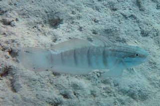 Amblygobius albimaculatus - Rotmeer-Grundel (Afrikanische Grundel)